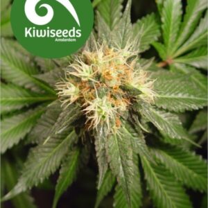 3 UND FEM - HINDU KUSH * KIWI3 UND FEMINIZADAS