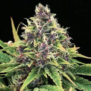 10 UND FEM - HINDU KUSH * NIRVANA 10 UND FEMINIZADAS