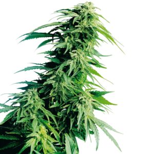 10 UND REG - HINDU KUSH ﾮ * SENSI SEEDS 10 UND REG