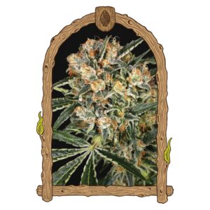 10 UND FEM - HIPPIE THERAPY CBD * EXOTIC SEED FEMINIZADA 10 UND