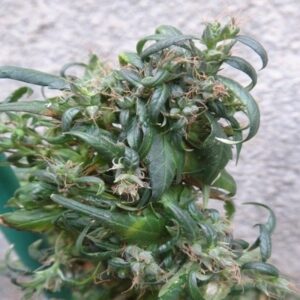 10 UND REG - HOKKAIDO JAPON * ACE SEEDS 10 UND REGULARES