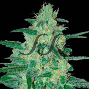 1 UND FEM - HOLY GRAIL 69 (SAMSARA) * SAMSARA 1 UND FEMINIZADA