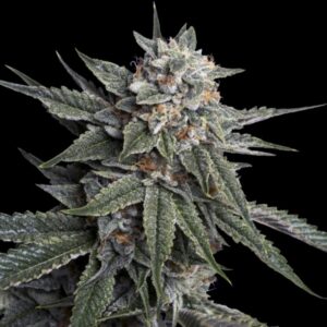 3 UND FEM - HOLY GRAIL KUSH * DNA GENETIC 3 UND FEMINIZADAS