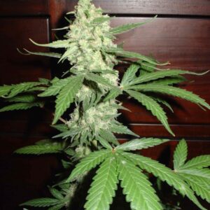 3 UND FEM - HOMEGROWN CHEESE AUTO * HOMEGROWN FANTASEEDS FEM 3 UND