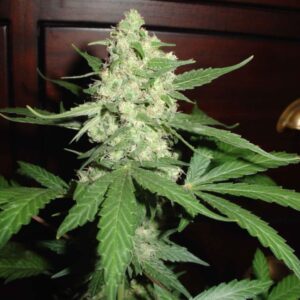 3 UND FEM - HOMEGROWN CHEESE * HOMEGROWN FANTASEEDS 3 UND FEMINIZADAS
