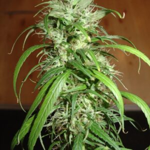 3 UND FEM - HOMEGROWN LOWRYDER * HOMEGROWN FANTASEEDS 3 UND FEMINIZADAS