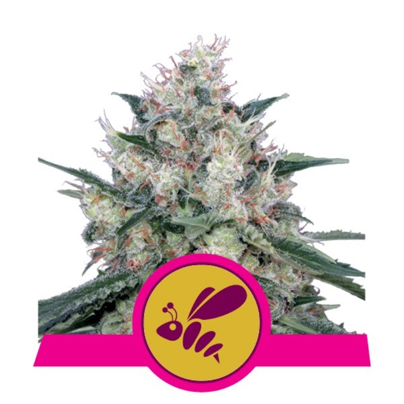 5 UND FEM - HONEY CREAM - FAST VERSION * ROYAL QUEEN 5 UND FEMINIZADA