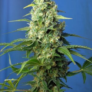 5 UND FEM - HONEY PEACH AUTO CBD ﾮ * SWEET SEEDS 5 UND FEMINIZADAS