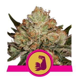 100 UND FEM - HULKBERRY USA PREMIUM * ROYAL QUEEN 100 UND FEMINIZADAS