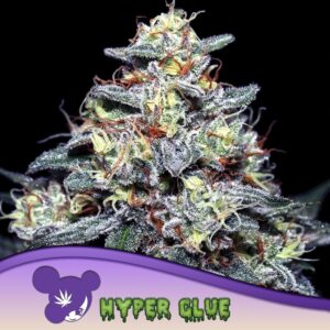 5 UND FEM - HYPER GLUE * ANESIA SEEDS 5 FEMINIZADAS