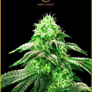 10 UND FEM - HYPNOTIC * ANACONDA SEEDS FEMINIZADA 10 UND