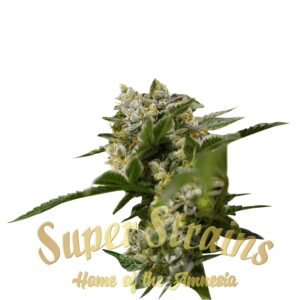 10 UND FEM - IBIZA FARMER'S * SUPER STRAINS 10 UND FEMINIZADAS