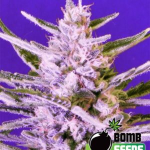 10 UND FEM - ICE BOMB * BOMB SEEDS 10 UND FEMINIZADAS