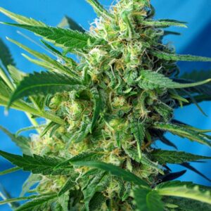 5 UND FEM - ICE COOL AUTO ﾮ * SWEET SEEDS 5 UND FEMINIZADAS
