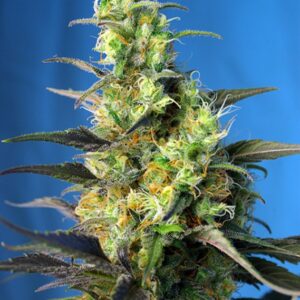 3 UND FEM - ICE COOL CBD ﾮ * SWEET SEEDS 3 UND FEMINIZADAS