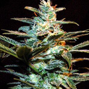 5 UND FEM - ICE COOL ﾮ * SWEET SEEDS 5 UND FEMINIZADAS