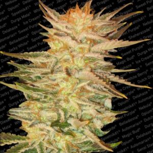 10 UND FEM - ICE CREAM  * PARADISE SEEDS 10 UND FEMINIZADAS