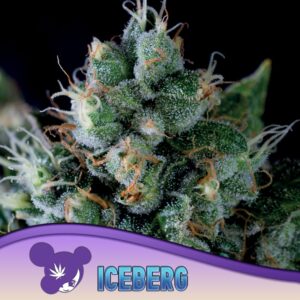 5 UND FEM - ICEBERG * ANESIA SEEDS 5 FEMINIZADAS