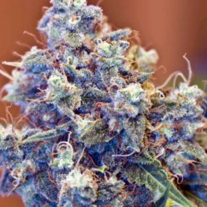 4 UND FEM - ICED GRAPEFRUIT * FEMALE SEEDS 4 UND FEMINIZADAS