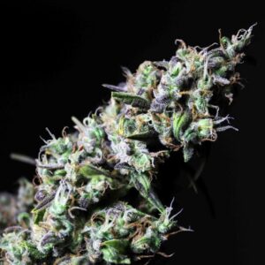 3 UND FEM - ICER * R-KIEM SEEDS 3 UND FEMINIZADAS