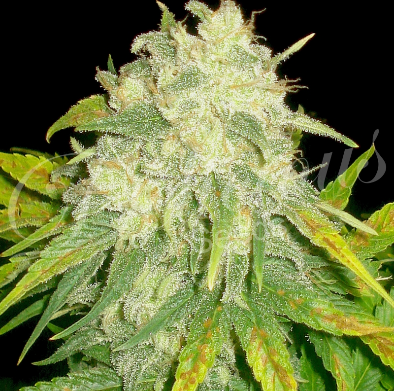 1 UND FEM - IL DIAVOLO (AUTOMATIC LINE) * DELICIOUS 1 UND FEMINIZADA