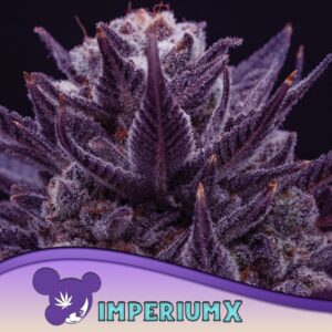 5 UND FEM - IMPERIUM X * ANESIA SEEDS 5 FEMINIZADAS