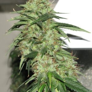 5 UND FEM - INDICA XXL * SAGARMATHA 5 UND FEMINIZADAS