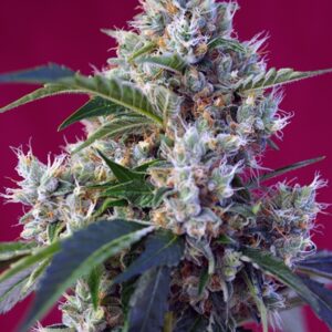 5 UND FEM - INDIGO BERRY KUSK ﾮ * SWEET SEEDS 5 UND FEMINIZADAS
