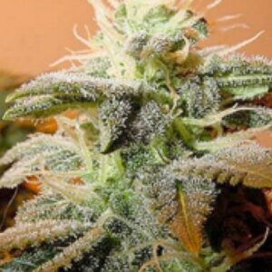 4 UND FEM - INDOOR MIX * FEMALE SEEDS FEMINIZADA 4 UND