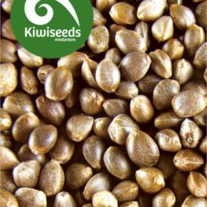 5 UND REG - INDOOR MIX * KIWISEEDS 5 UND REGULARES