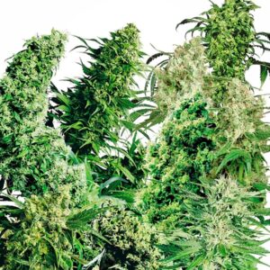 25 UND REG - INDOOR MIX ﾮ * SENSI SEEDS 25 UND REG
