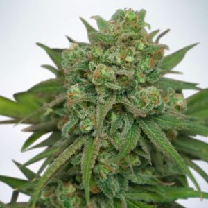 2 UND FEM - INSTAKUSH * MINISTRY SEEDS 2 UND FEMINIZADAS