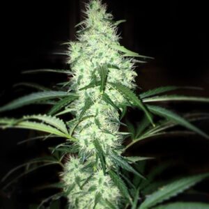 3 UND REG - IRIE * FRENCH TOUCH SEEDS  REGULAR  3 UND