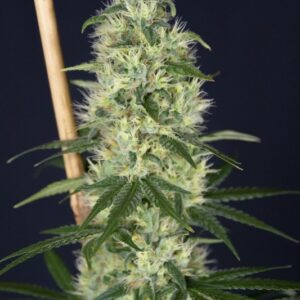 6 UND FEM - ISLAND SWEET BARB * HOUSE OF THE GREAT GARDENER FEMINIZADA 6 UND