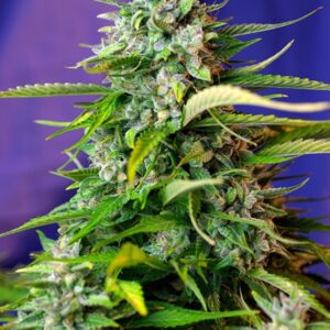 5 UND FEM - JACK 47 AUTO ﾮ * SWEET SEEDS 5 UND FEMINIZADAS