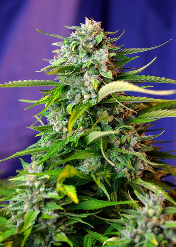 5 UND FEM - JACK 47 AUTO ﾮ * SWEET SEEDS 5 UND FEMINIZADAS