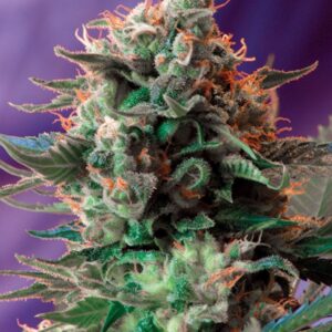 5 UND FEM - JACK 47 F1 FAST VERSION ﾮ * SWEET SEEDS 5 UND FEMINIZADAS