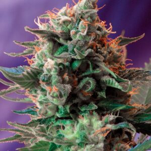3 UND FEM - JACK 47 ﾮ * SWEET SEEDS 3 UND FEMINIZADAS