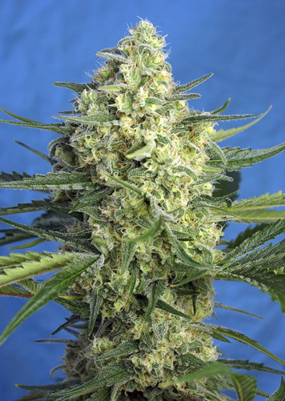 3 UND FEM - JACK 47 XL AUTO ﾮ * SWEET SEEDS 3 UND FEMINIZADAS