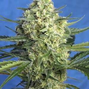 5 UND FEM - JACK 47 XL AUTO ﾮ * SWEET SEEDS 5 UND FEMINIZADAS