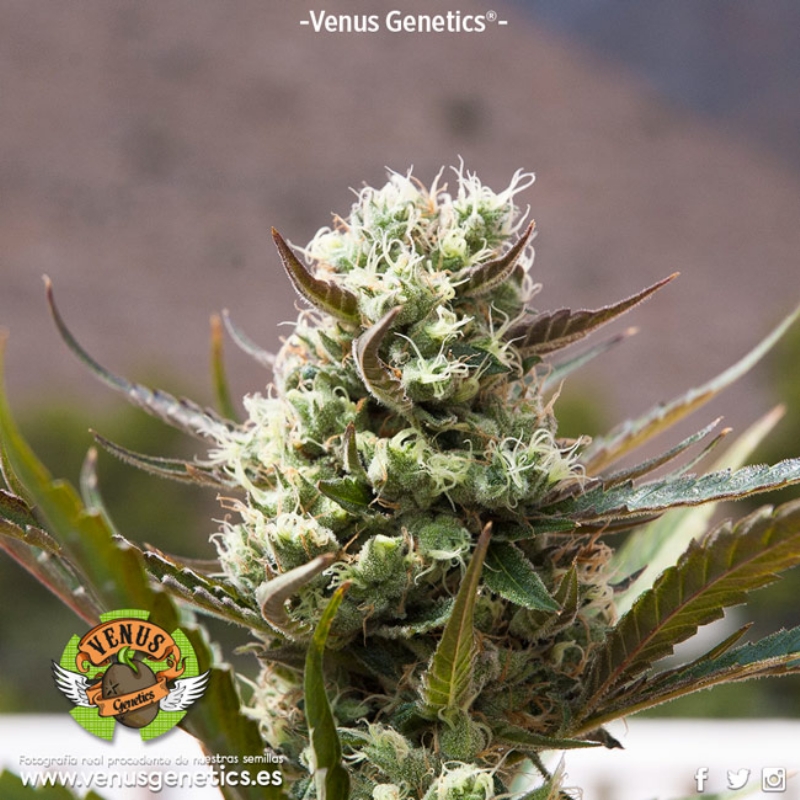 10 UND FEM - JACK ATTACK AUTO * VENUS GENETICS 10 UND FEMINIZADAS
