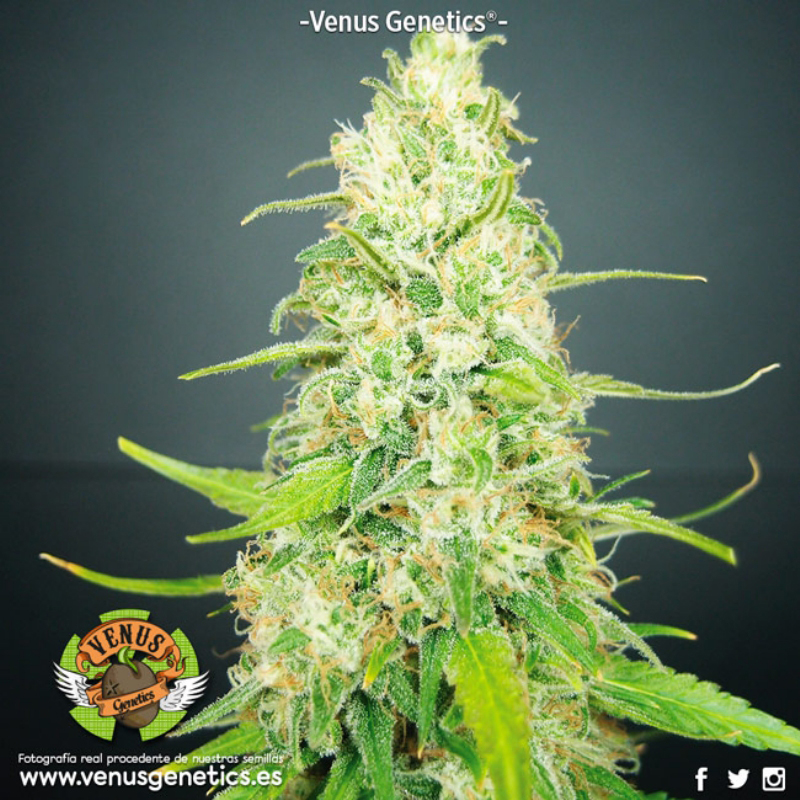 1 UND FEM - JACK ATTACK * VENUS GENETIC 1 UND FEMINIZADAS