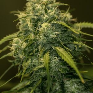 25 UND FEM - JACK DIESEL CBD * POSITRONICS 25 UND FEMINIZADAS