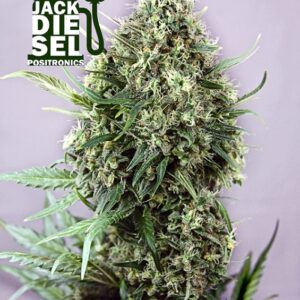 1 UND FEM - JACK DIESEL * POSITRONICS 1 UND FEMINIZADA