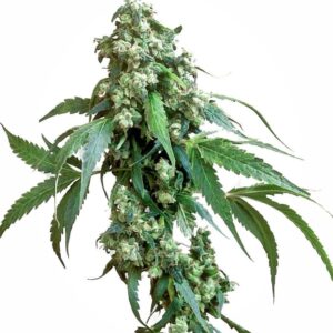 5 UND FEM - JACK FLASH #5 ﾮ * SENSI SEEDS 5 UND FEMINIZADAS
