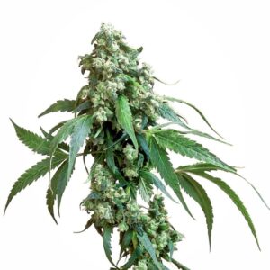 10 UND REG - JACK FLASH ﾮ * SENSI SEEDS 10 UND REG