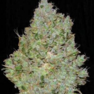 100 UND FEM - JACK HAIR * BULK SEED 100 UND FEM