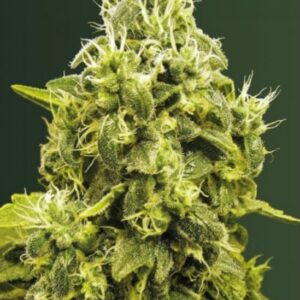 10 UND FEM - JACK HAMMER * VICTORY SEEDS FEMINIZADA 10 UND