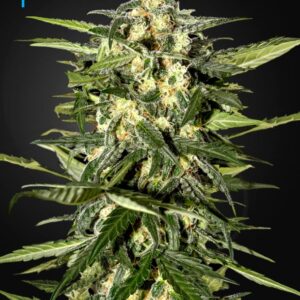 10 UND FEM - JACK HERER AUTO * GREEN HOUSE 10 UND FEMINIZADAS
