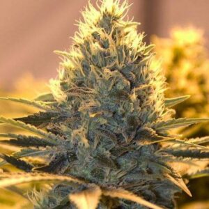 5 UND FEM - JACK HERER (AUTOFLORECIENTE) * THE BULLDOG SEEDS 5 UND FEM